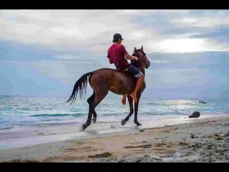 Horse-Ride