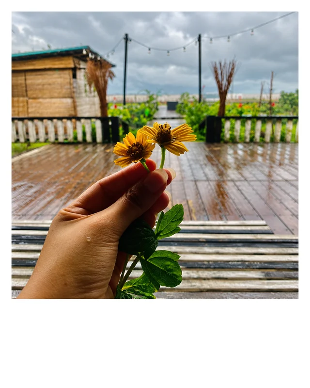 A guest holding a small yellow flower on the café's wooden deck