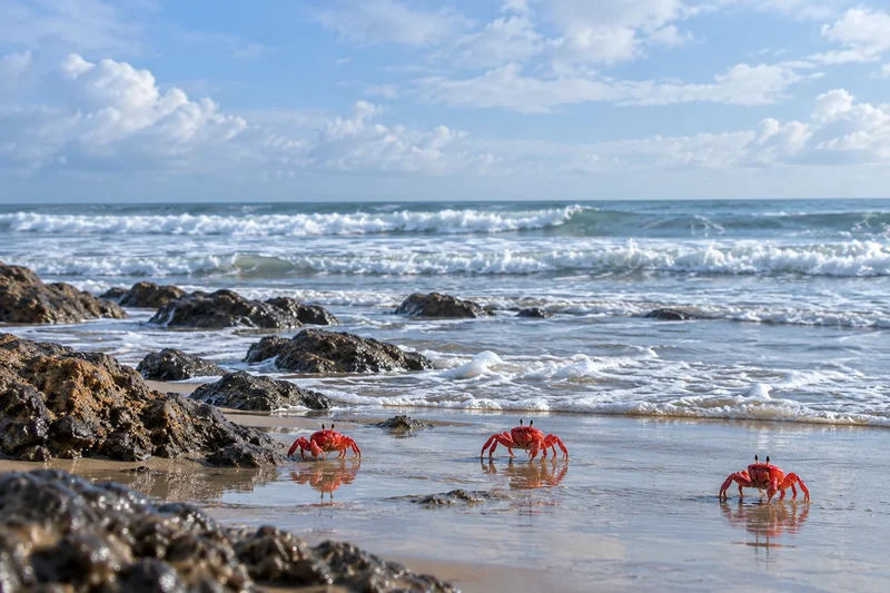 Red shore crabs beside the waves